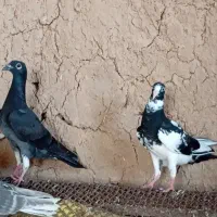 جوجه کفتر
