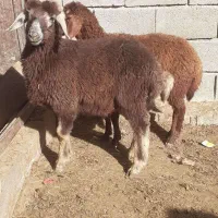 میش وبره