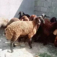 بره قربانی