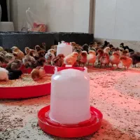 مرغ بومی ۸ روزه