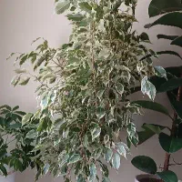 گل طبیعی بنجامین ابلق