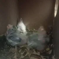 طوطی