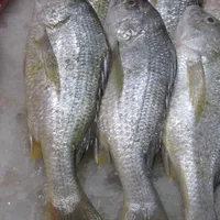 ماهی جنوب