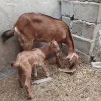 کهره با بچه نری