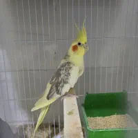 عروس هلندی جفت مولد