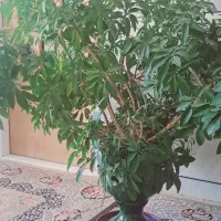 گل وگیاه