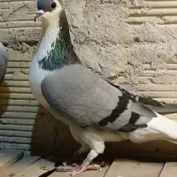 چند عدد کبوتر فروشی