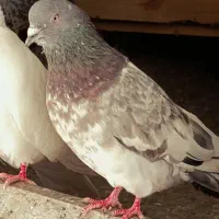 کبوتر|پرنده|اصفهان, شفق|دیوار