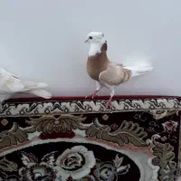 یک جفت کبوتر زردی نر دوخط زرد
