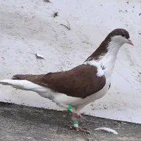 ماده ساده سرخ پاک بدون رخ بدون ایراد