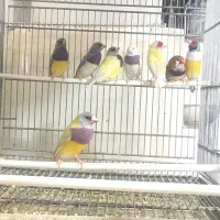 فنچ گلدین  فنچ بنگالی