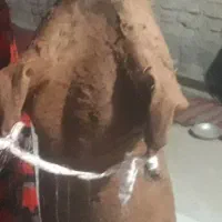 مشکه|لوازم جانبی حیوانات|زرین دشت (فارس), |دیوار