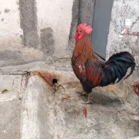مرغ و خروس خانگی