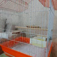 طوطی برزیلی پیدا شده