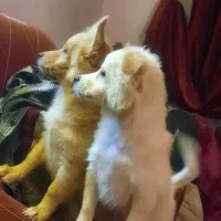 واگذاری توله میکس پامر و اشپیتز