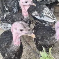 بوقلمون ۵ ماهه ۲ میلیون