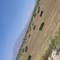 یونجه پرس شده