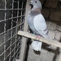 کبوتر آلمانی
