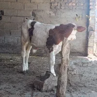 فروش انواع گوساله