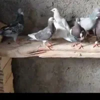 کبوتر پلاکی تکاور 11 عدد