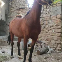 اسب مادیون سن 6سال یورتمه