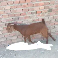 بز فروشی خاش