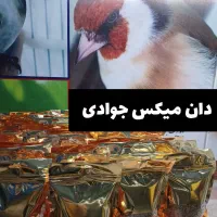 سهره دان میکس دان تشویقی قناری