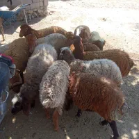 بره نروماده خوشکل
