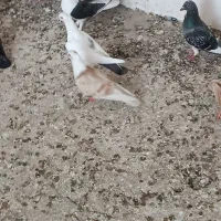 کلاغ کاکلی