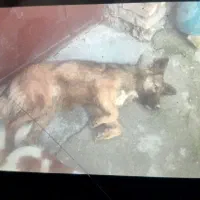 سگ ژرمن|سگ|گرگان, |دیوار