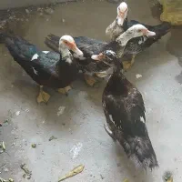 فروش 4 عدد اردک تخم گذار