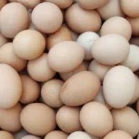 تخم مرغ محلی