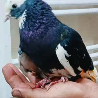 کبوتر سالم و سرحال