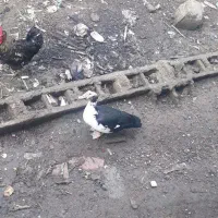 اردک اسراعیلی ماده