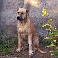 سگ سرابی نره ۱۶ماه گوسفندی نگهبانی