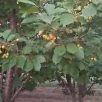 باغی-به-مساحت-2000