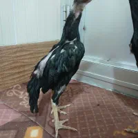 جوجه لاری اوشامو یتیغ سیاه