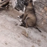 کوچوک