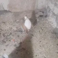 کبوتر