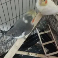 فروش دوعدد عروس هلندی نروماده