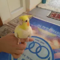 عروس هلندی  سالم وسر حال