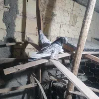 فروش|پرنده|زارچ, |دیوار