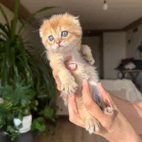بچه گربه اسکاتیش گلد ny12/ny11