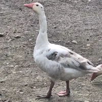 غاز نر محلی