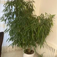 گل طبیعی آمستر