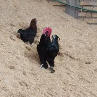 مرغ خروس