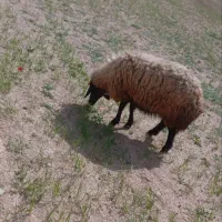 شیشک چاق کشتی