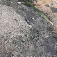 غاز