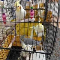 چند جفت عروس هلندی مولد