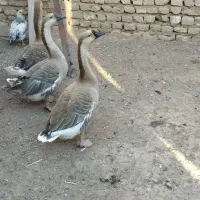 قوغاز